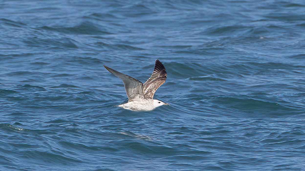 Caspian Gull